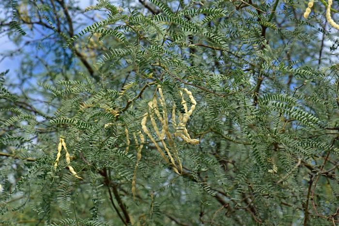 The fruit on Honey Mesquite is a long linear legume pod that are straw colored, slight curving, generally straight, and constricted between the internal seeds as shown here. Prosopis glandulosa